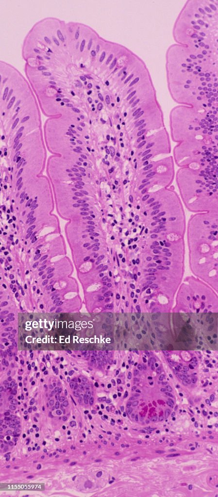 VILLUS in the SMALL INTESTINE and PANETH CELLS in an INTESTINAL GLAND, 100X