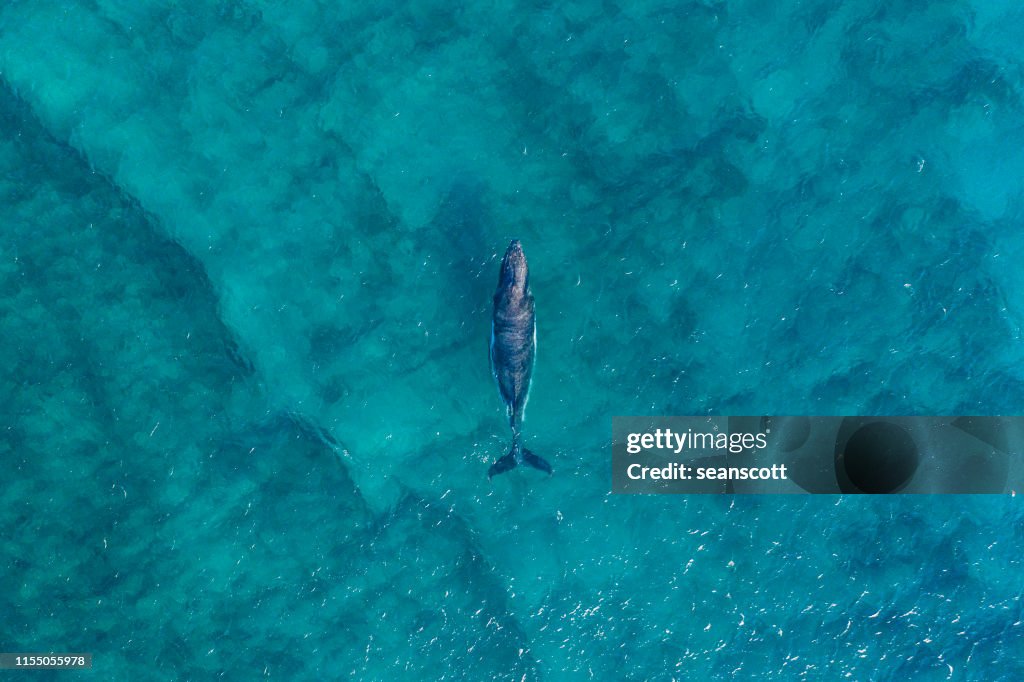 Aerial view of a whale, Australia