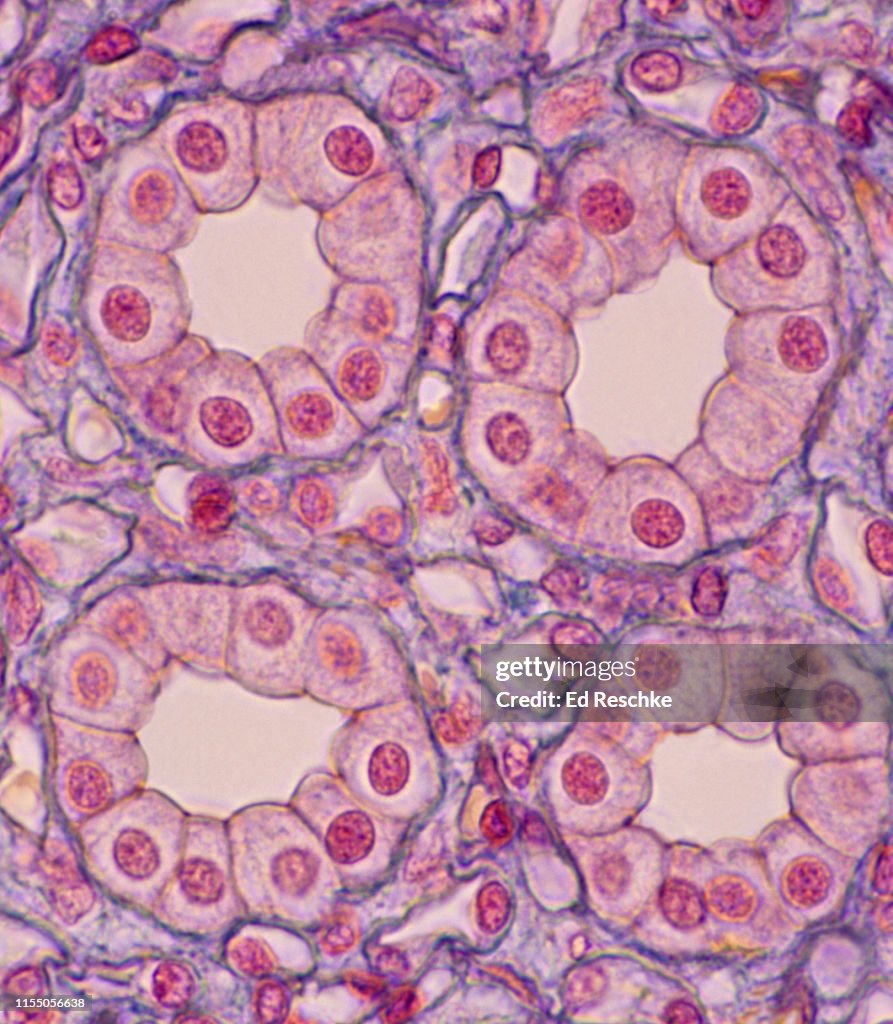SIMPLE CUBOIDAL EPITHELIUM forming four KIDNEY TUBULES, 250X