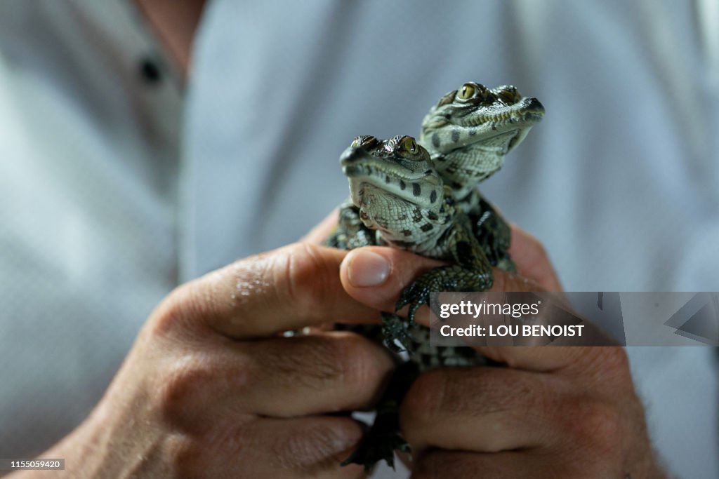 FRANCE-ANIMAL-ZOO-CROCODILE