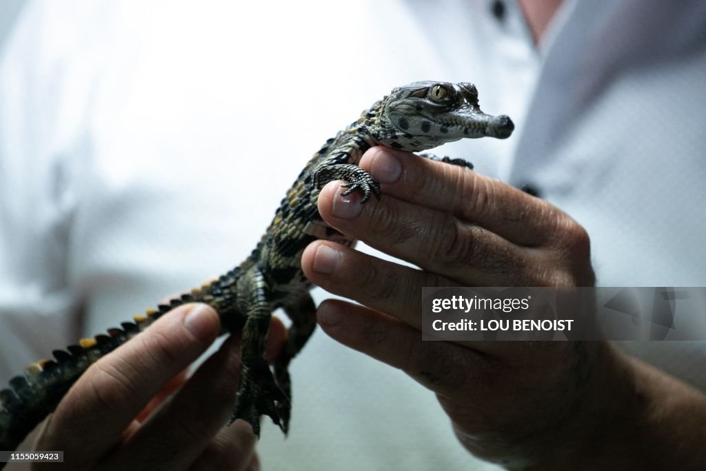 FRANCE-ANIMAL-ZOO-CROCODILE