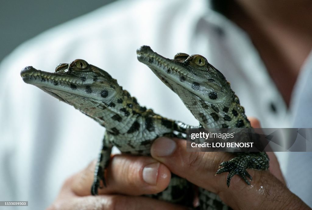 FRANCE-ANIMAL-ZOO-CROCODILE