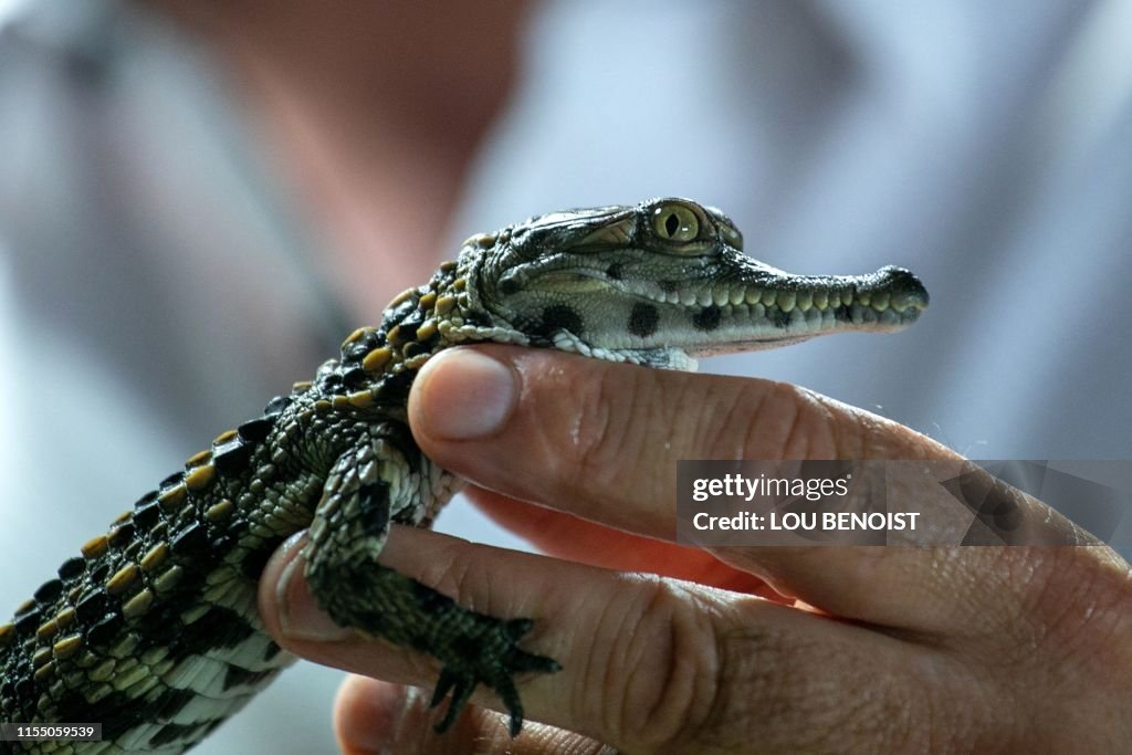 TOPSHOT-FRANCE-ANIMAL-ZOO-CROCODILE