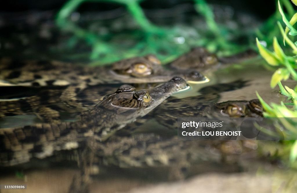 FRANCE-ANIMAL-ZOO-CROCODILE
