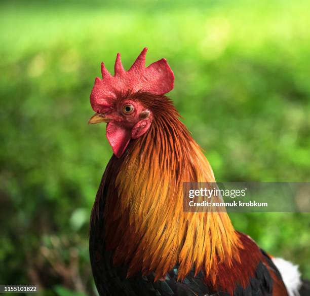 thai fighting cock - mad rooster stock pictures, royalty-free photos & images