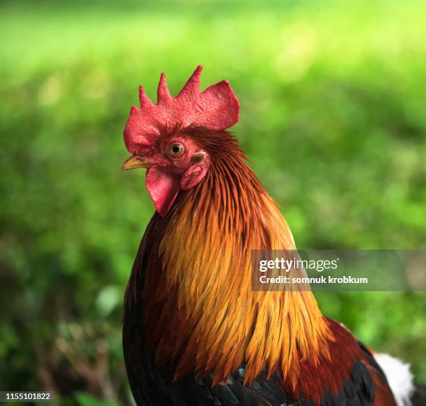 thai fighting cock - animal welfare chicken stock pictures, royalty-free photos & images