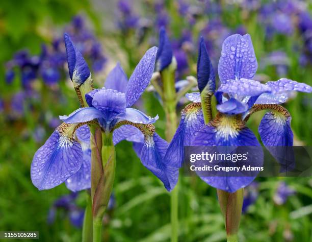 irises after a spring rain - iris stock pictures, royalty-free photos & images