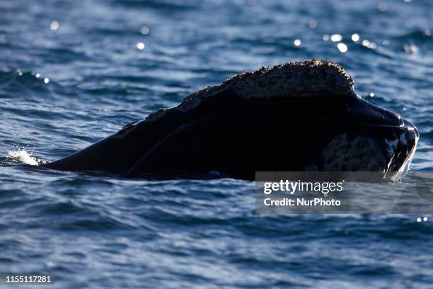 The callosity head of a Suthern Right Whale emerging out of water in Peninsula de Valdez, Chubut, Argentina, on 10 July 2019. The callosities in...