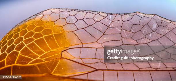 macro photos of dragon fly wings - damselfly stockfoto's en -beelden