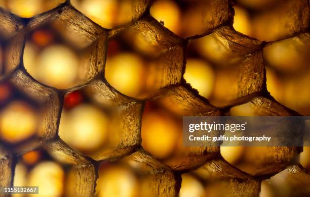 honeycomb ultra macro photo - colmena fotografías e imágenes de stock