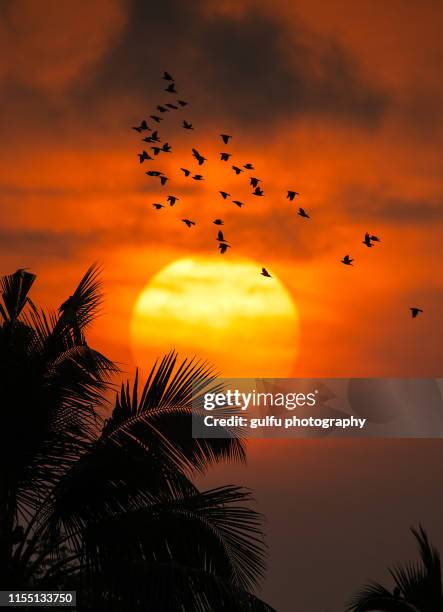 sunset -birds flying back home - kerala stock pictures, royalty-free photos & images