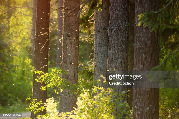 Tree Insects Flying The Flying Trunk Photos and Premium High Res Pictures - Getty Images