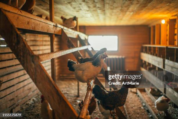 poulet à l’intérieur dans une ferme - poulailler photos et images de collection