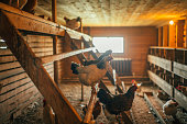 Chicken indoors in a farm