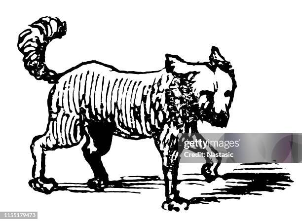 dog - hand etching stock illustrations