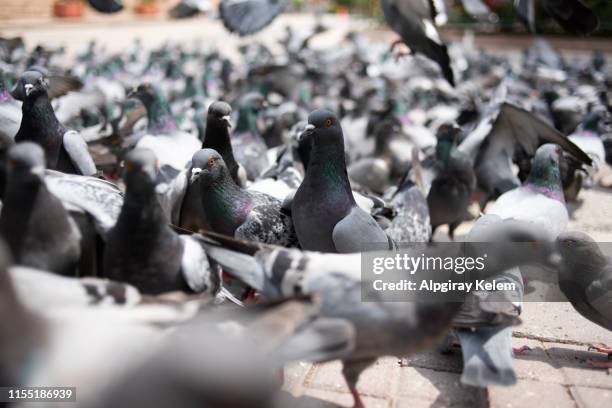 waar - columbiformes stockfoto's en -beelden