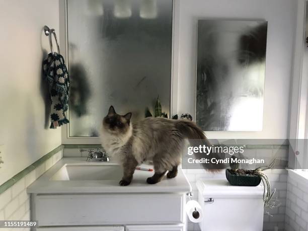 ragdoll cat exploring a steamy bathroom - mirror steam stockfoto's en -beelden
