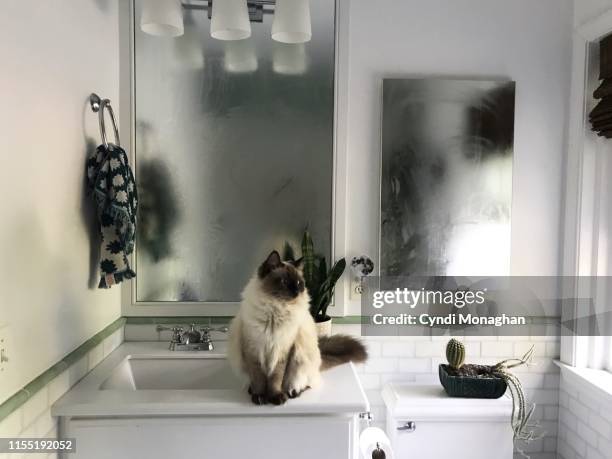 ragdoll cat sitting in a steamy bathroom - mirror steam stockfoto's en -beelden