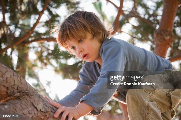 europäischer abstammung junge klettern tree - kid in tree stock-fotos und bilder