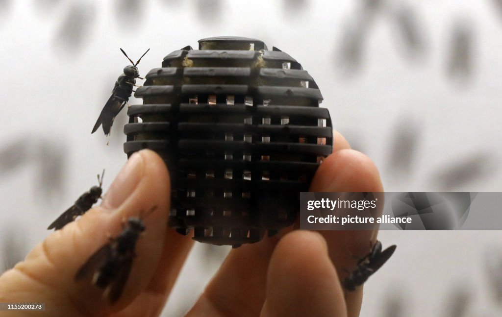 Soldier flies as protein source for animal food