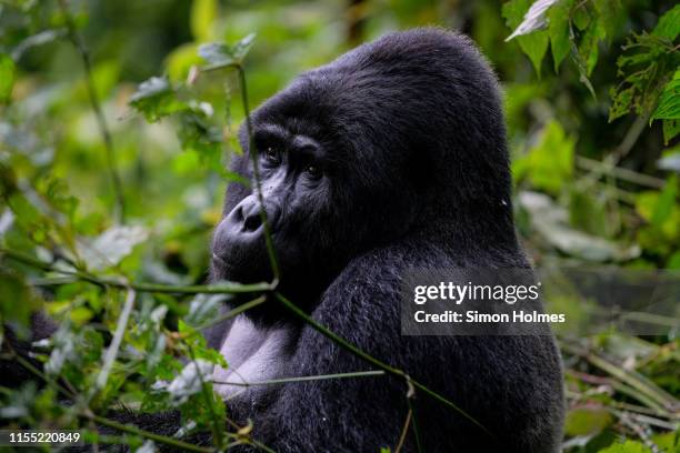 adult mountain gorilla in bwindi impenetrable national park - bwindi national park stock pictures, royalty-free photos & images