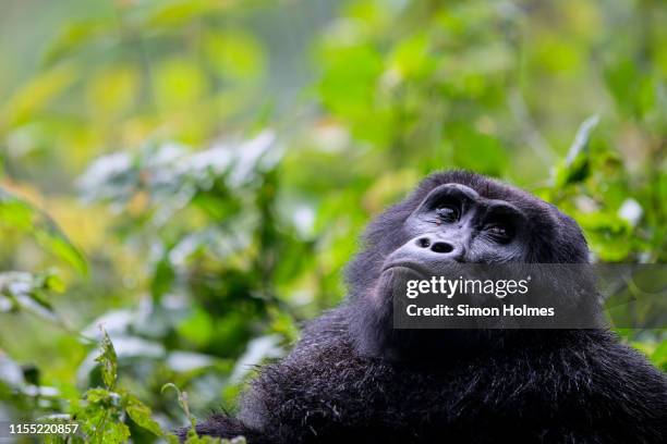 adult mountain gorilla in bwindi impenetrable national park - bwindi national park stock pictures, royalty-free photos & images