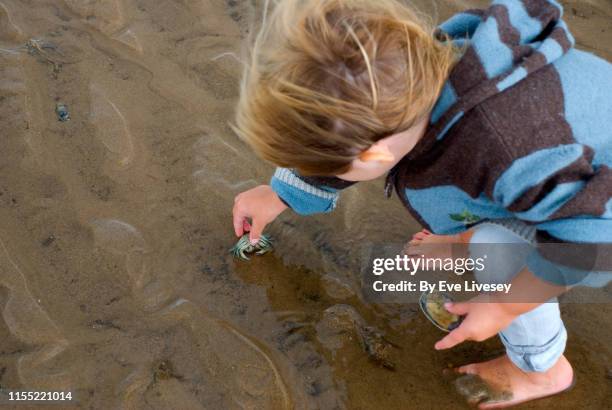 young girl picking up a blue crab - beachcombing stock pictures, royalty-free photos & images