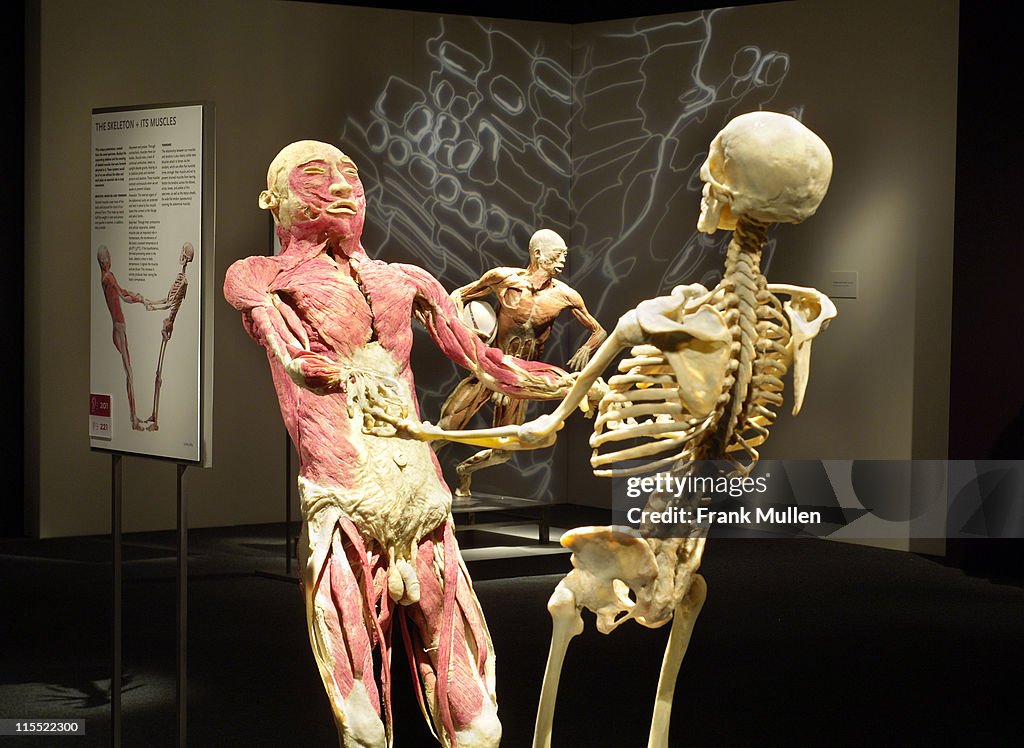 "Bodies... The Exhibition" Atlanta Preview - March 1, 2006