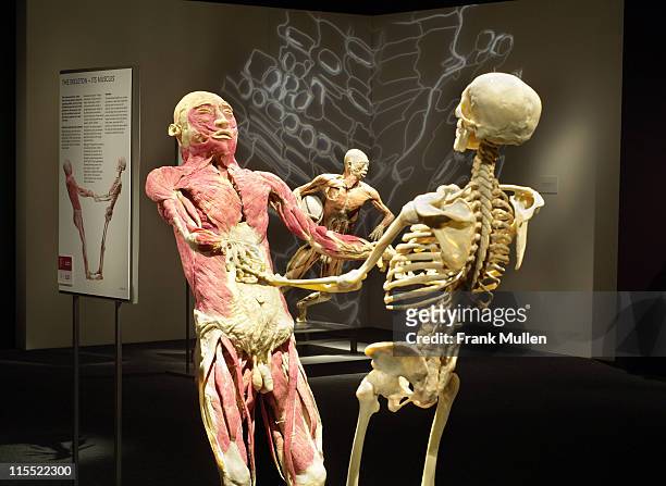 Muscular system on display as part of "Bodies...The Exhibition" exhibit at the Atlanta Civic Center in Atlanta, Georgia on March 1, 2006