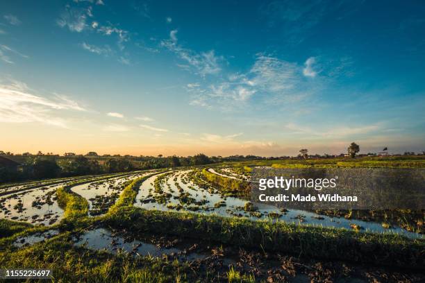 rice terrace with clear blue sky - made widhana stock pictures, royalty-free photos & images