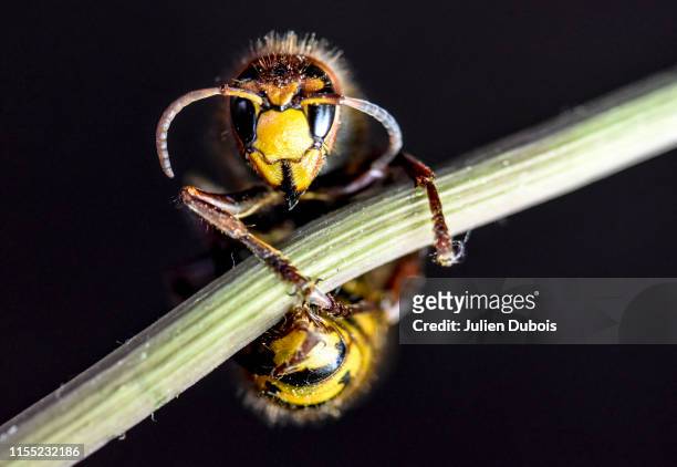 dangerous giant hornet-4 - murder hornets fotografías e imágenes de stock