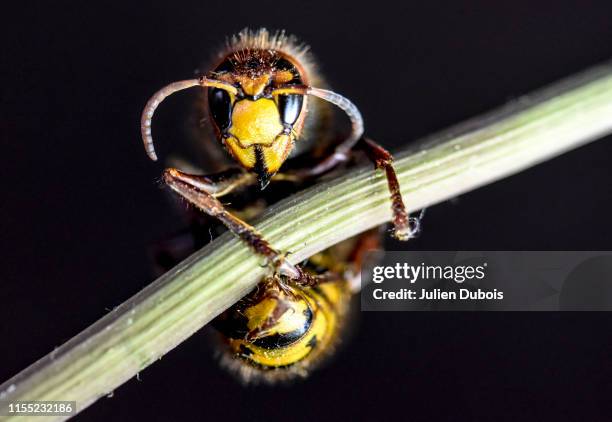 dangerous giant hornet-4 - murder hornets stock pictures, royalty-free photos & images