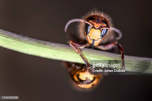 dangerous giant hornet-5 - asian giant hornet stock pictures, royalty-free photos & images