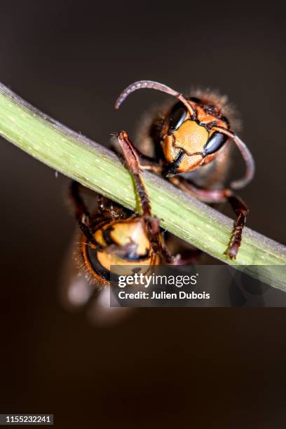 dangerous giant hornet-1 - murder hornets stock pictures, royalty-free photos & images