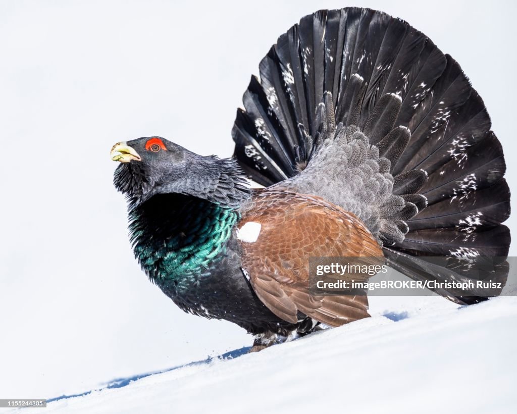 Western capercaillie (Tetrao urogallus), during the courtship display in the snow, Salzburger Land, Austria