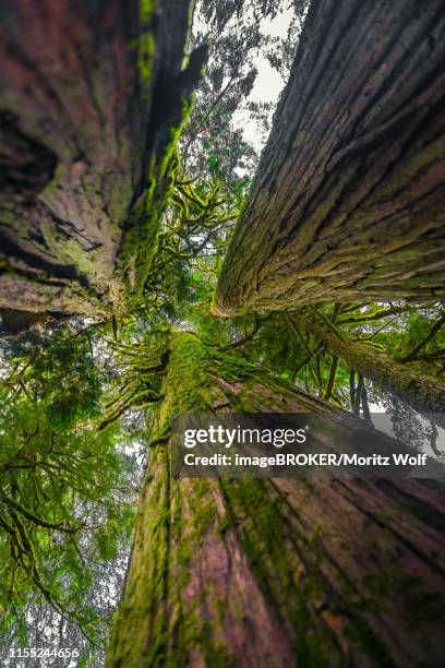redwood, sequoia trees, huge, high mossed tree trunks from the frog's perspective, temperate rainforest, mt. baker-snoqualmie national forest, washington, usa - giant frog stock pictures, royalty-free photos & images