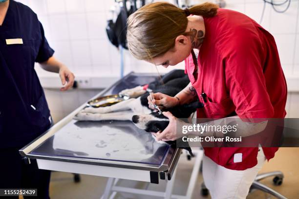 dog receiving eyedrops in animal hospital - animal eye stock-fotos und bilder