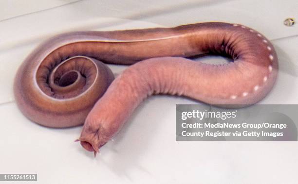 The hagfish is the subject of Dr. Yu Zeng"u2019s research at the Schmid College of Science and Technology at Chapman University in Orange, CA on...