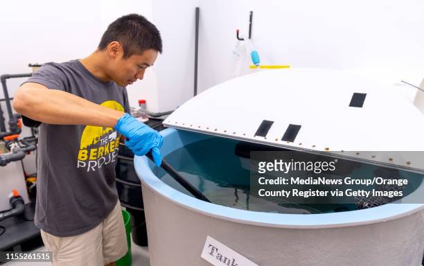 Researcher Dr. Yu Zeng checks on a tank with hagfish at the Schmid College of Science and Technology at Chapman University in Orange, CA on Monday,...