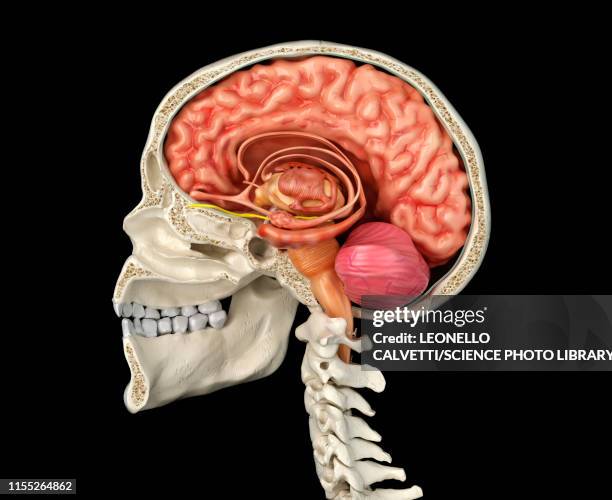 human skull cross-section with brain, illustration - human bone cross section stock illustrations
