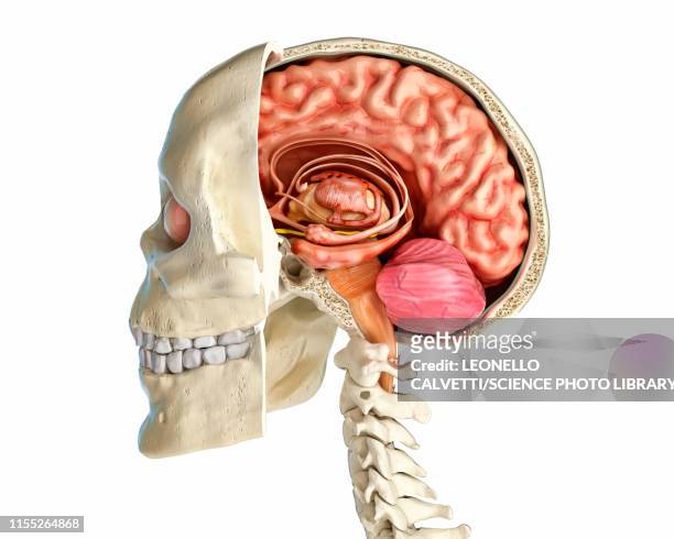 human skull cross-section with brain, illustration - brain cross section stock illustrations