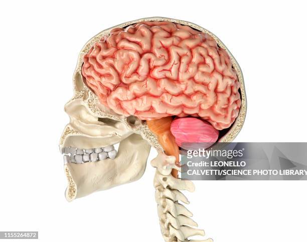illustrations, cliparts, dessins animés et icônes de human skull cross-section with brain, illustration - brain stem
