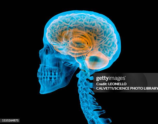 ilustraciones, imágenes clip art, dibujos animados e iconos de stock de human skull with brain, illustration - imagen de rayos x