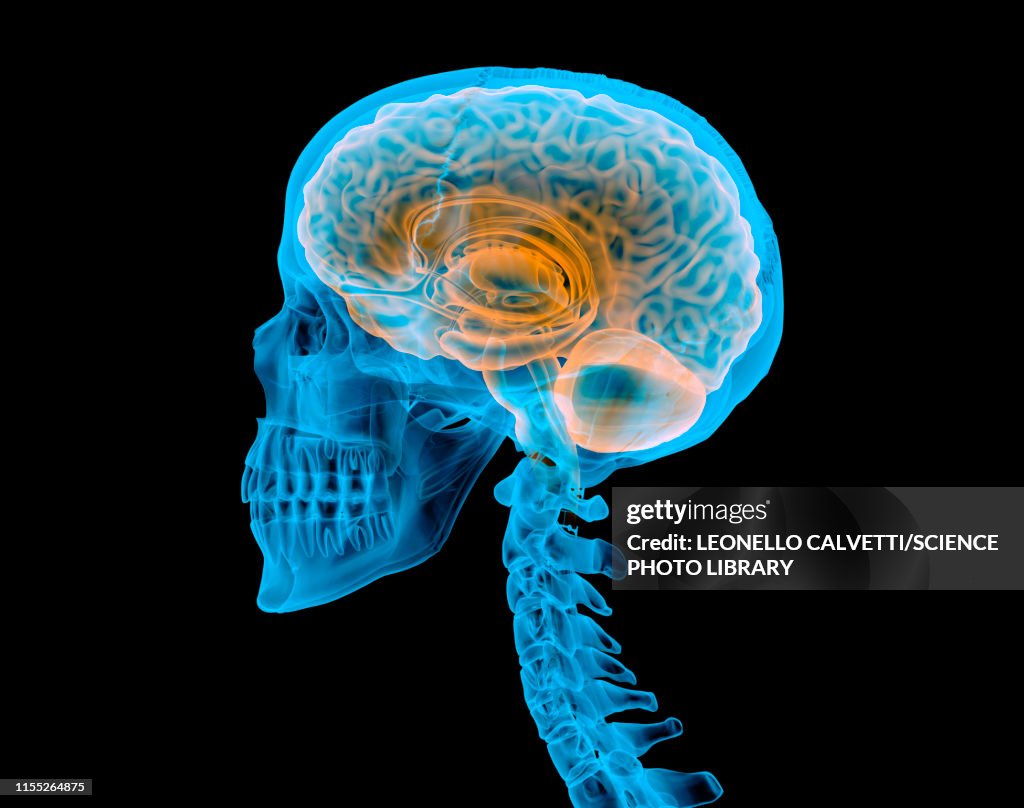 Human skull with brain, illustration