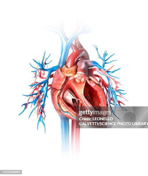 human heart cross-section, illustration - heart cross section stock illustrations