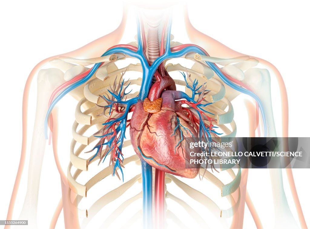 Human Heart And Chest Illustration High-Res Vector Graphic - Getty Images