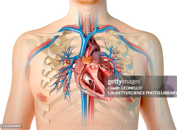 human chest anatomy, illustration - heart anatomy stock illustrations