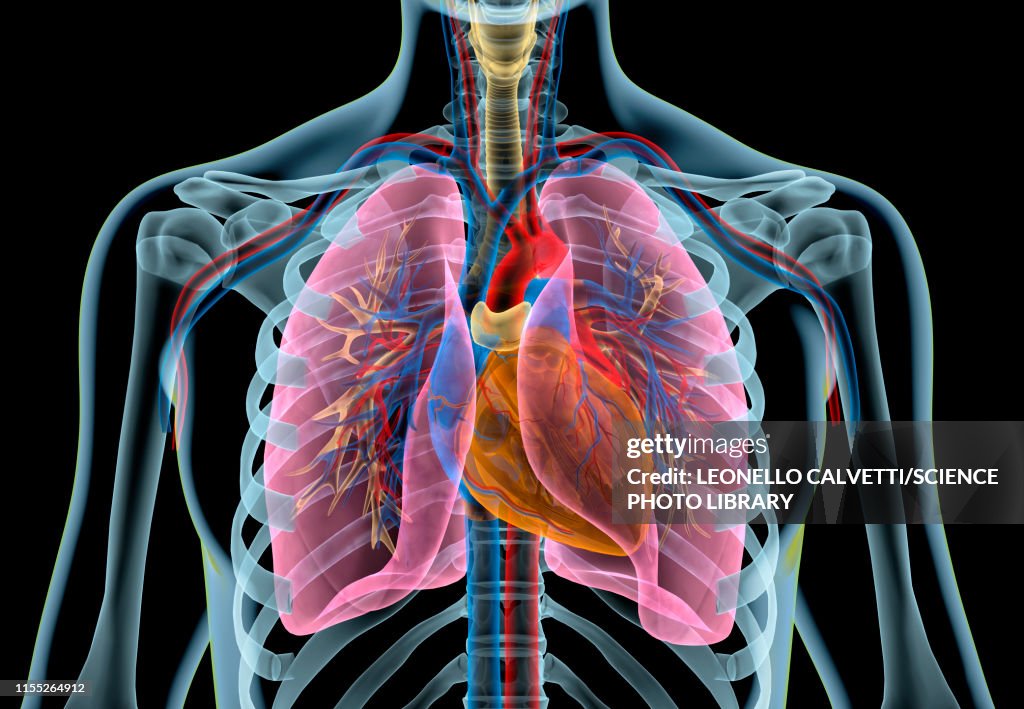 Human chest anatomy, illustration