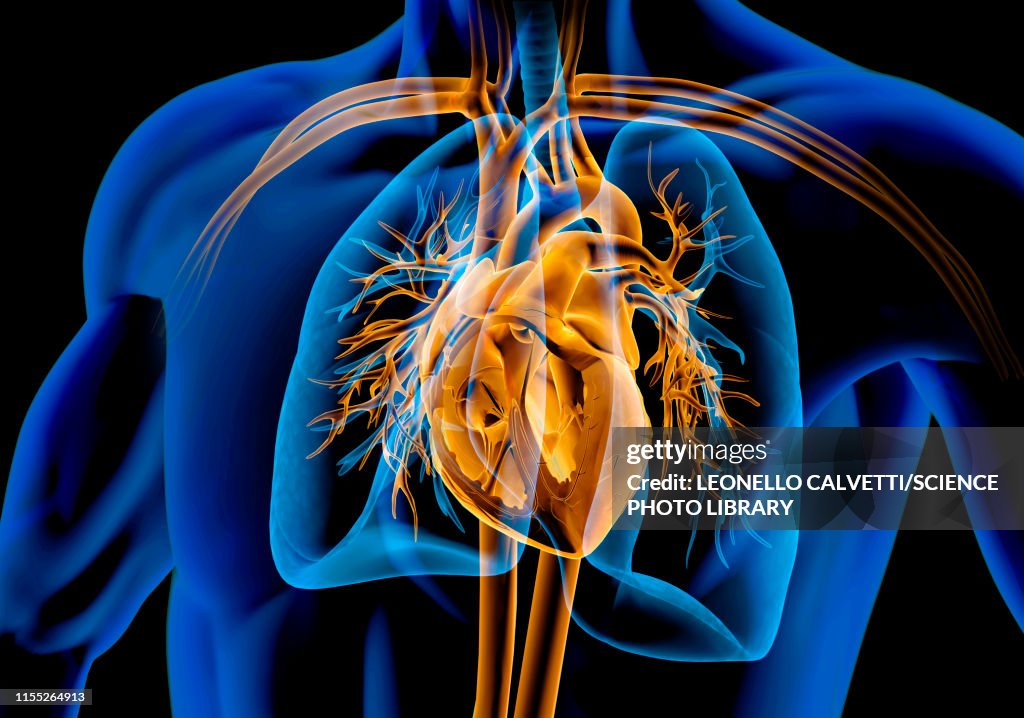Human Chest Anatomy Illustration High Biology Diagrams