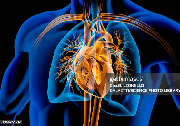human chest anatomy, illustration - cardiovascular system stock illustrations stock illustrations